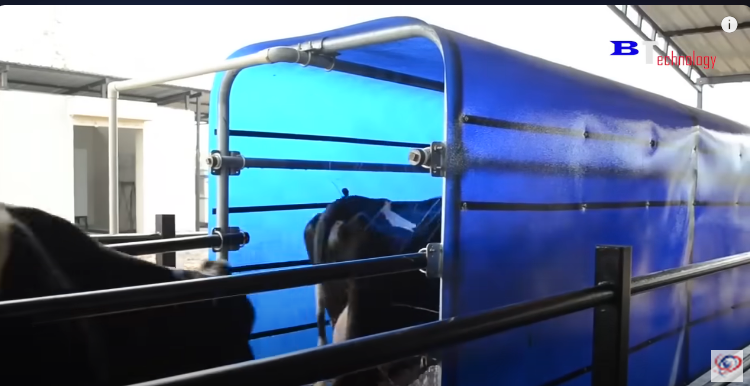 Modern Cow Raising Process Saves Millions of Dollars, Modern Cow Farming Harvest Milking