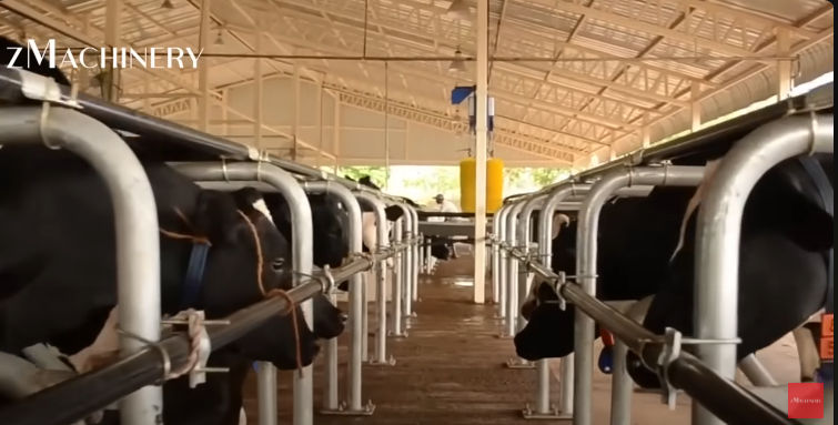 Top Buffalo Dairy Farm In Lucknow, UP -Istiyak Dairy Farm/ 200 Buffaloes = 1000 Litre Milk Per Day 👌