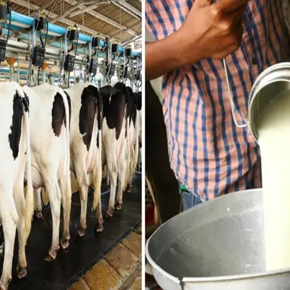 dairy-farming